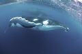   Humpback whaleVavau Tonga whale/Vava'u whaleVava'u whale Vava'u  
